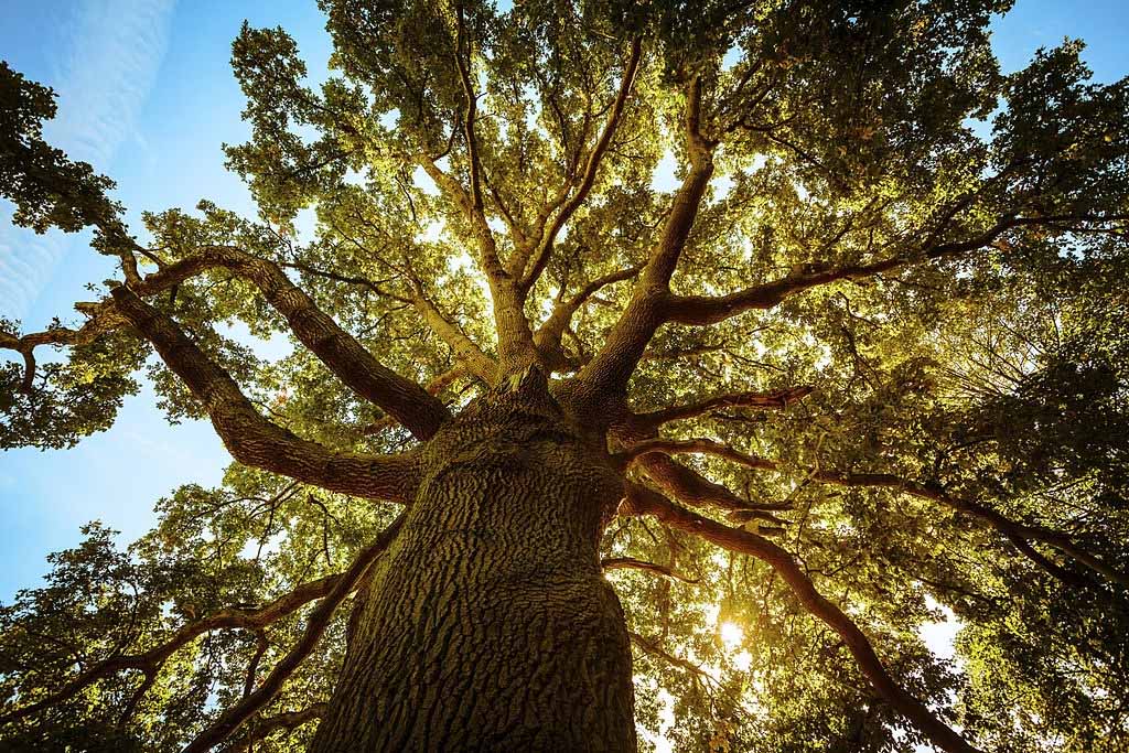 Wat betekent het om te dromen over een boom? 1