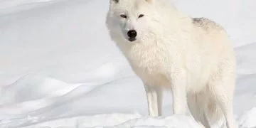 sonhar com lobo branco